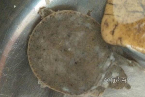 在桶里无水条件下，甲鱼的存活时间约为3-4天