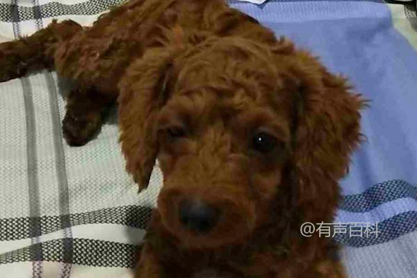 泰迪犬感冒症状及精神不振表现