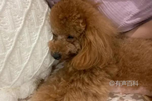 泰迪犬感冒症状及精神不振表现