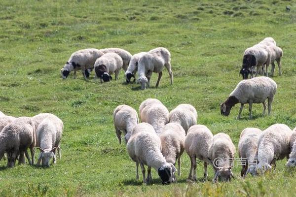 羊炭疽病症状：发病特点、诊断和预防