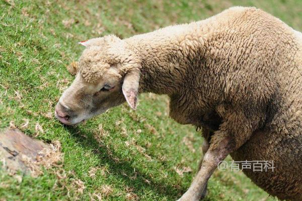 羊炭疽病症状：发病特点、诊断和预防