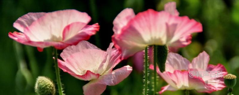 虞美人（学名：Papaver rhoeas）是比利时的国花吗