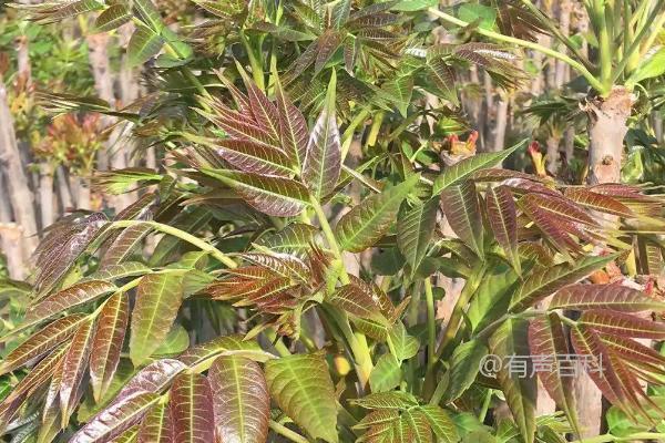 大棚香椿种植密度如何调整以提高产量？