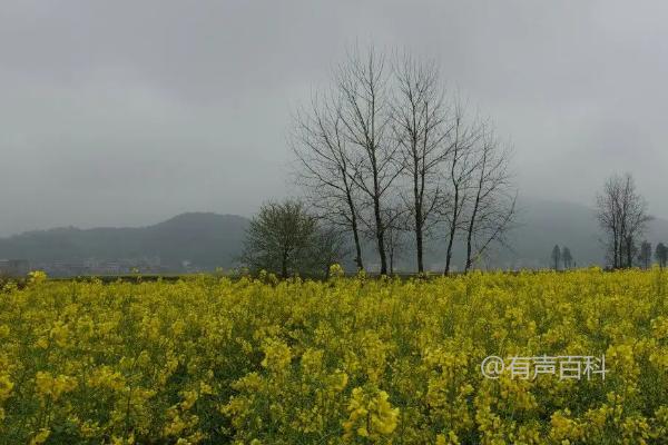 油菜花开后为何不能结籽