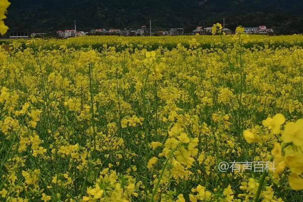 油菜花开后为何不能结籽