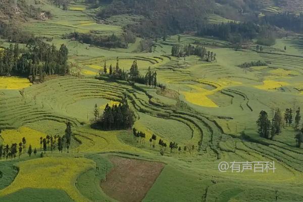 低洼地种植农作物的最佳选择