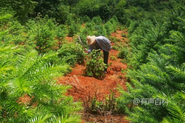 农业的种类有哪些？