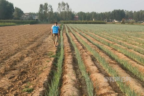 如何处理大葱根部出现根蛆问题