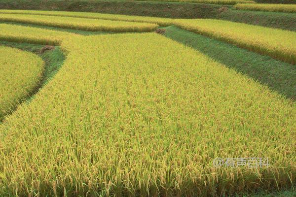 野香优308水稻种详细介绍，病虫害防治技巧总结