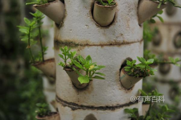 无土栽培植物种类及水养植物优势与注意事项