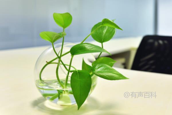 无土栽培植物种类及水养植物优势与注意事项