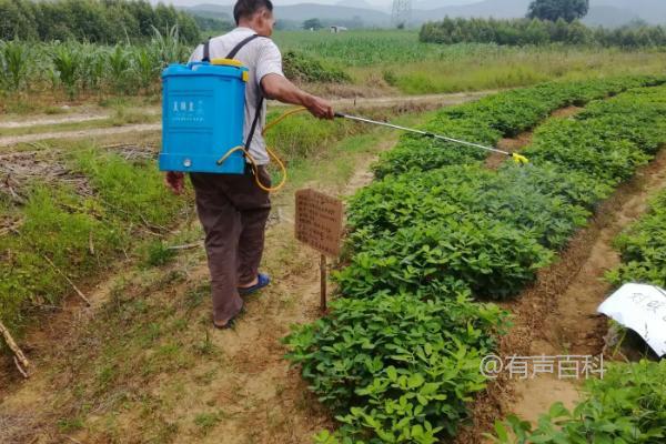 如何有效防治白绢病，及时清园收获