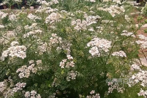 香菜种植须知：喜阳还是喜阴？适宜生长环境需求详解