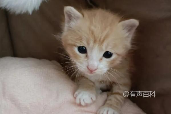 三个月大的小猫可以放在笼中吗？小猫喜欢自由，是否适合散养？