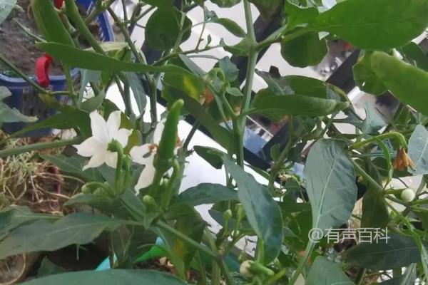 阳台种植辣椒需授粉吗？一般情况下不需要授粉