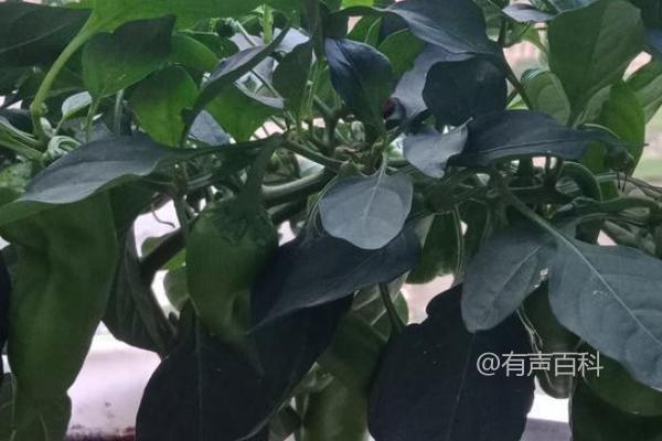 阳台种植辣椒需授粉吗？一般情况下不需要授粉