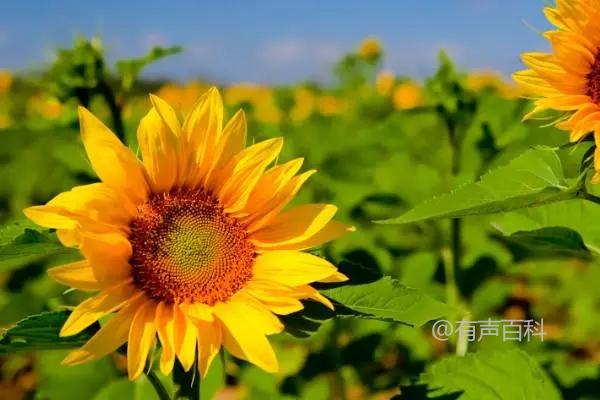 如何轻松打造美丽花园——向日葵种植步骤图解