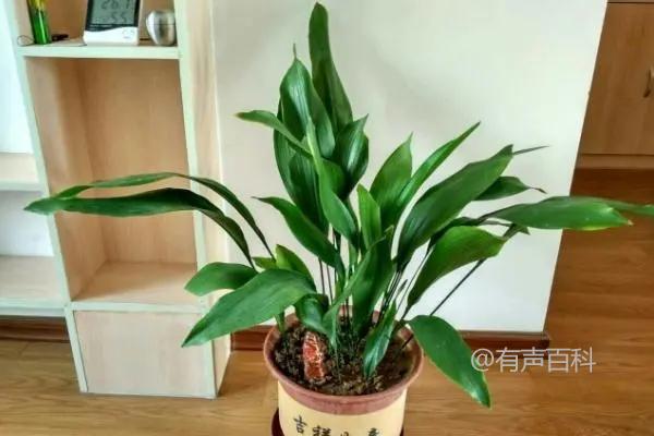 一叶兰新芽期及种植养护技巧分享