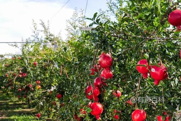 石榴种植前景分析：市场价格、种植效益及发展前景展望