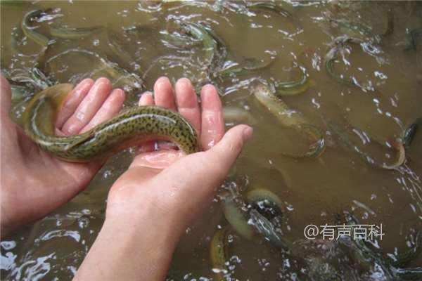 室内养泥鳅的最佳方法及水泥池养殖技巧