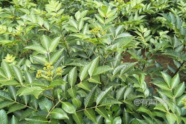 吴茱萸种植技术与栽培管理，冬春季移栽方法分享