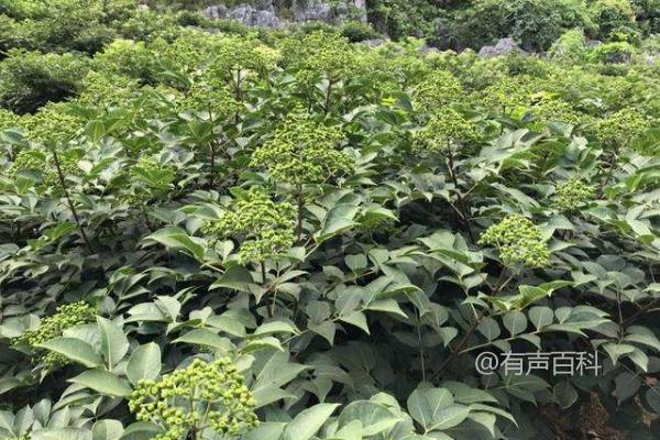 吴茱萸种植技术与栽培管理，冬春季移栽方法分享