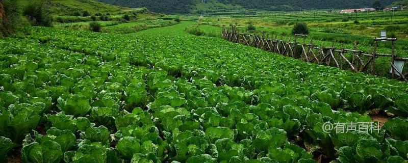 有机大白菜秋季露地栽培技术，田间管理要点详