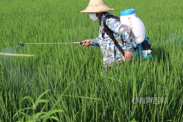 水稻开花后是否需要施药