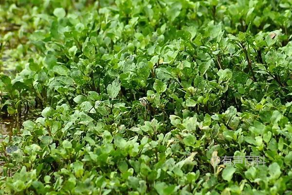 西洋菜的种植时间及种植要点