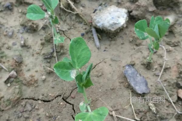 【经验分享】如何让豌豆顺利发芽？选择松软、富含有机质的土壤最为适宜