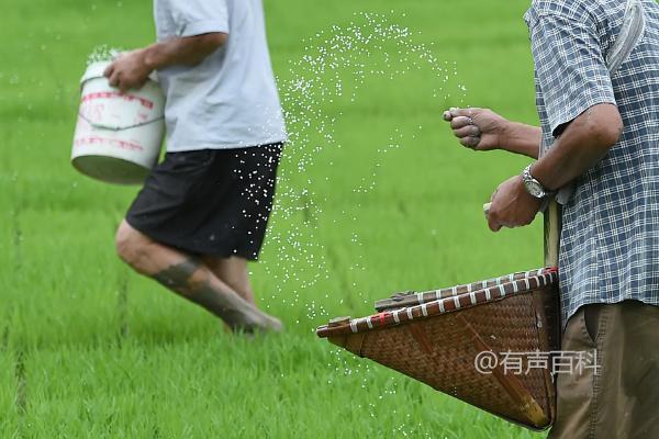 氮肥施用技巧及注意事项