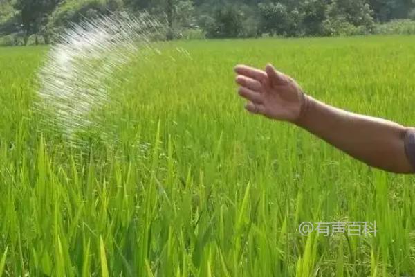 氮肥施用技巧及注意事项