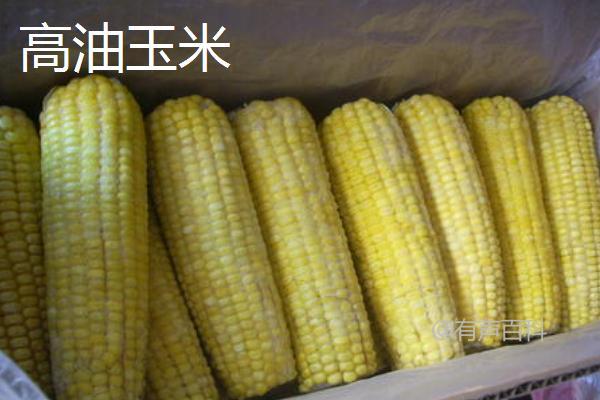 玉米常见种类，每个品种都各具特点