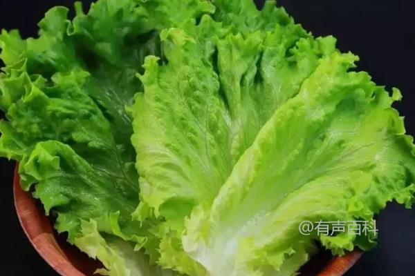 【百度SEO规范】生菜和油麦菜是否属于十字花科？