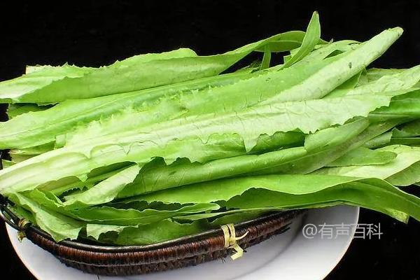 【百度SEO规范】生菜和油麦菜是否属于十字花科？