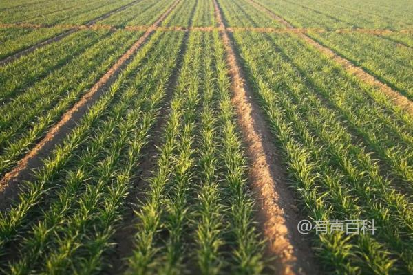 高产小麦品种推荐：最赚钱的小麦品种TOP榜