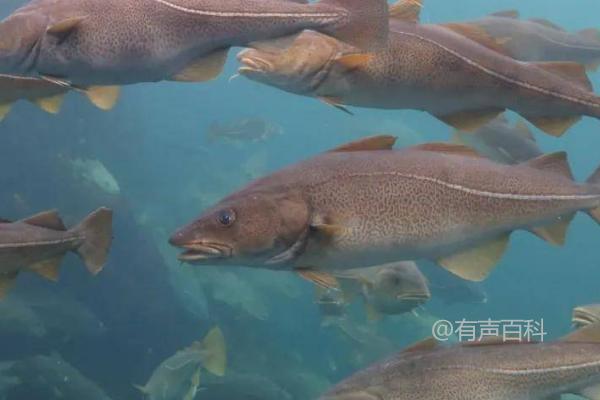 鳕鱼有鳞吗？鳕鱼属于有鳞鱼，但其鳞片细小不易察觉