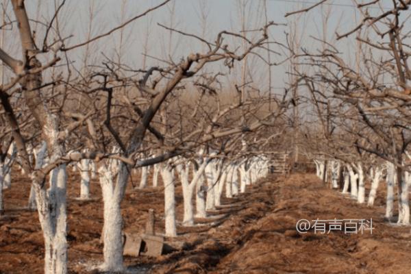 梨果采摘后的园地清理指南：土壤深翻，彻底清扫落叶并集中烧毁