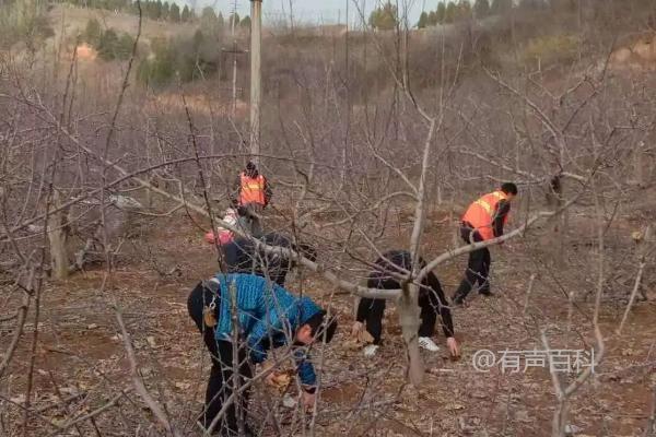 梨果采摘后的园地清理指南：土壤深翻，彻底清扫落叶并集中烧毁