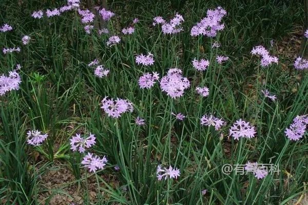 紫娇花常见病害及防治措施