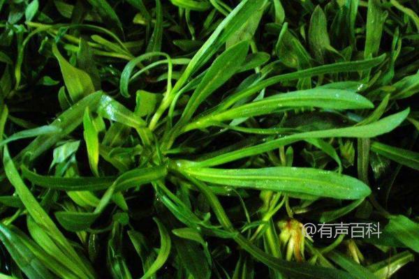 面条菜的种植时间和方法，春季和秋季均适合露地种植。