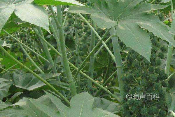 蓖麻种植技术：如何根据生长情况进行追肥