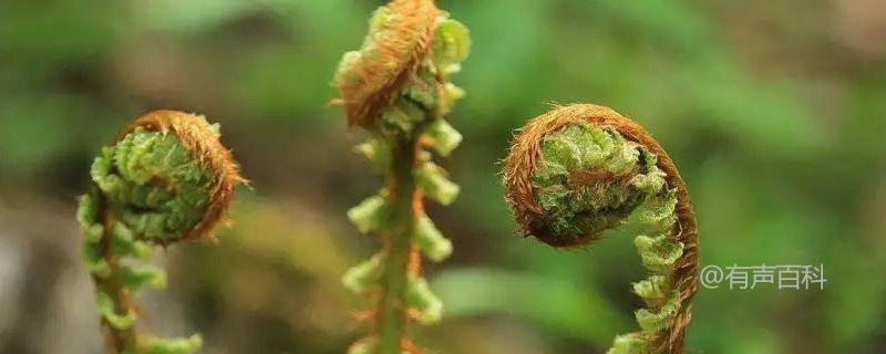 【种植技术】猴腿菜的栽培技巧与方法分享