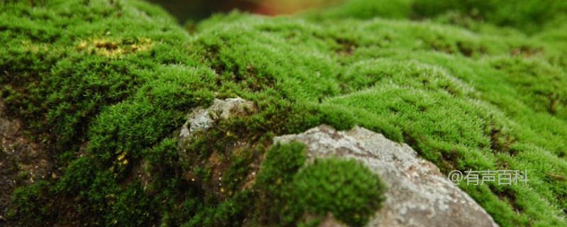 水中苔藓的繁殖方法及处理技巧