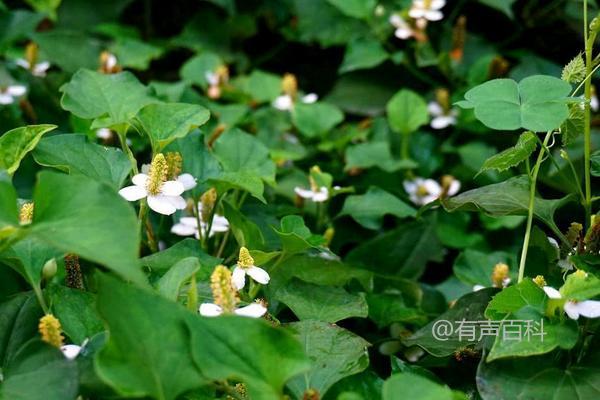 鱼腥草种植与管理技巧