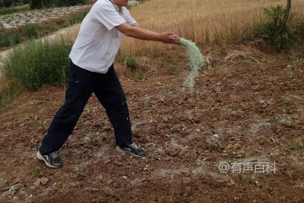 种植花生何时施用钼肥最合适？