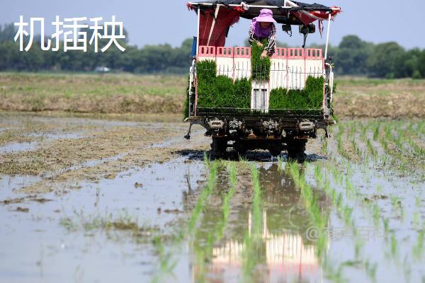 插秧的几种方法及步骤