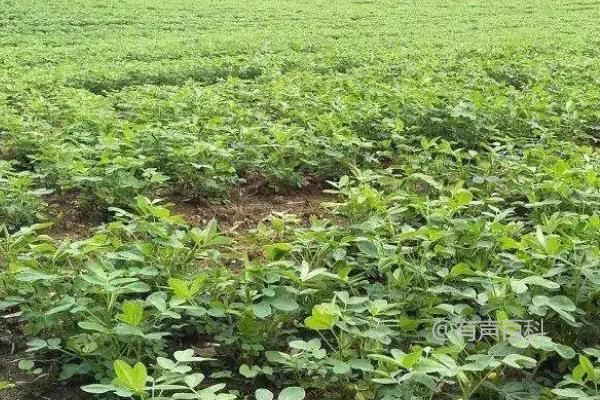 花生种植中硼钼肥的使用时机及作用