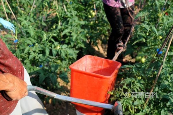 西红柿施肥时间：整地时、开花前、 结果生长期等关键期均需施肥