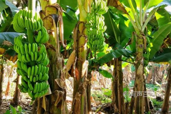 香蕉繁殖方法大揭秘：地下茎切块与吸芽繁殖技巧分享